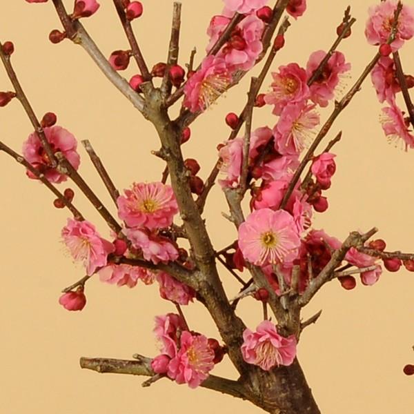 盆栽：大紅梅白梅寄せ*(紅白)（信楽焼鉢） 令和 万葉集 （2023年 早春