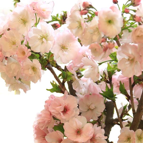 桜盆栽：八重桜(信楽焼鉢）* (2026年開花終了) お花見 誕生日 祝 旭山