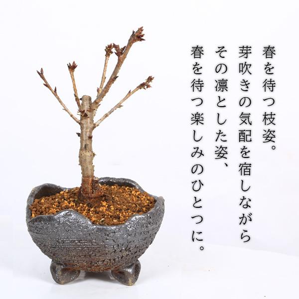 桜盆栽：八重桜(信楽焼鉢）* (2027年春開花予定) お花見 誕生日 祝