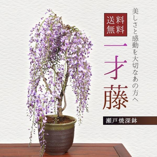 盆栽：一才藤（瀬戸焼深鉢)*藤 鉢植え 鉢花 プレゼントにも (2026年開花終了)  bonsai（Yahoo!・遊恵盆栽　Yahoo!店）
