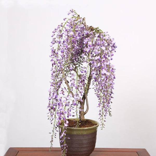 盆栽:一才藤(瀬戸焼深鉢)*藤 鉢植え 鉢花 プレゼントにも 盆栽:一才藤(瀬戸焼深鉢)*藤 鉢植え 鉢花 プレゼントにも