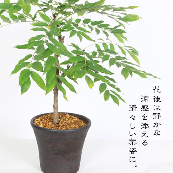 盆栽：一才藤（三河焼濃茶深鉢）*＜2026年開花終了＞ 藤 鉢植え 鉢花