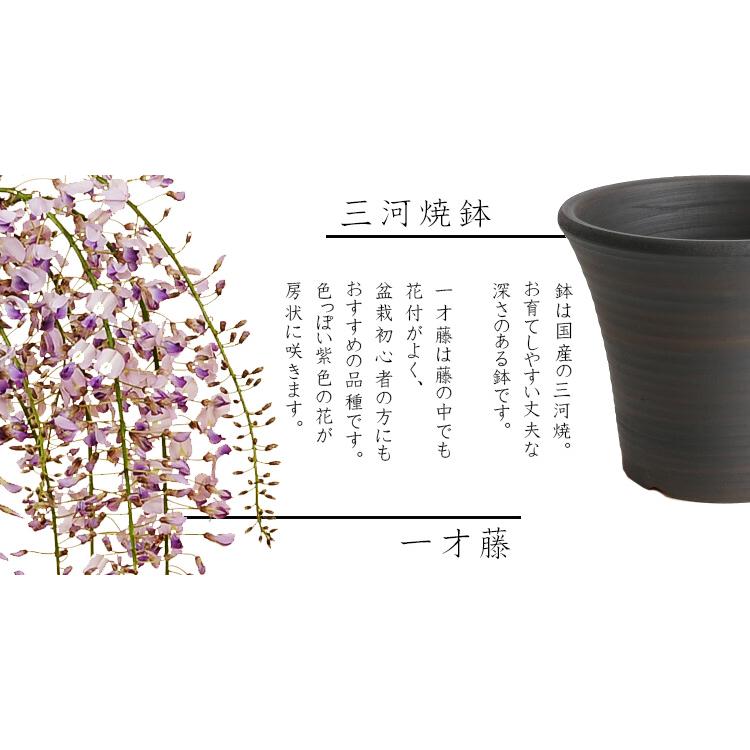 盆栽：一才藤（盆栽：一才藤（三河焼濃茶深鉢）*＜2026年開花終了＞ 藤