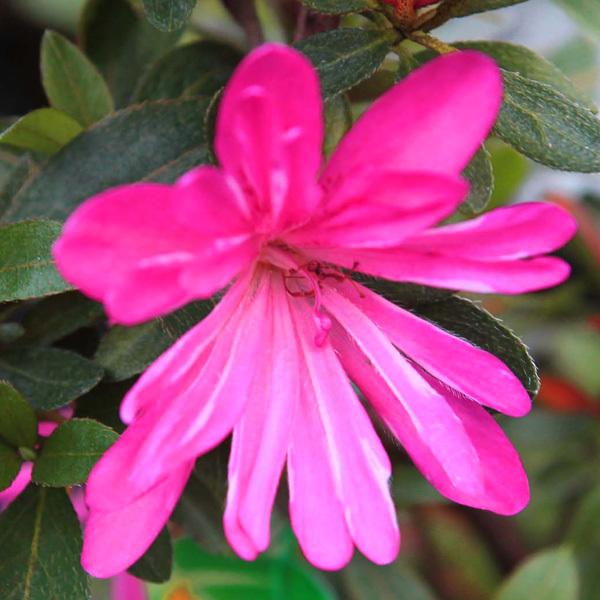 皐月 秋月 ※花終わり 樹高64cm 花物盆栽 盆養木 綺麗な花 皐月 秋月 ※花終わり 樹高64cm 花物盆栽 盆養木 綺麗な花