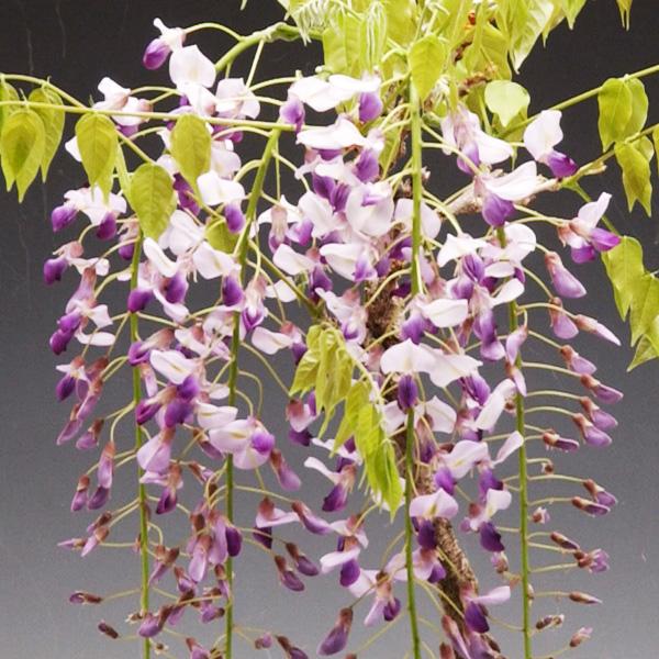 豪華寄植え 景色盆栽：一才藤寄せ*飾り砂 (2026年開花終了)bonsai