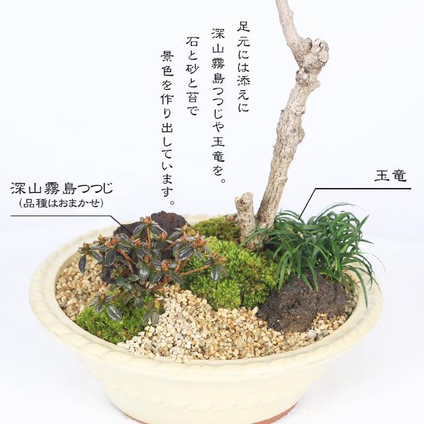豪華寄植え 景色盆栽：一才藤寄せ*飾り砂 (2026年開花終了)bonsai