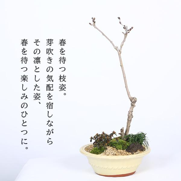 豪華寄植え 景色盆栽：一才藤寄せ*飾り砂 (2026年開花終了)bonsai