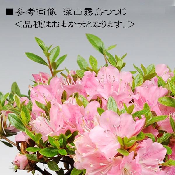 豪華寄植え 景色盆栽：一才藤寄せ*飾り砂 (2026年開花終了)bonsai