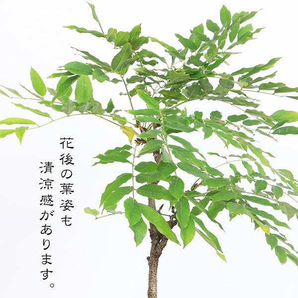 豪華寄植え 景色盆栽：一才藤寄せ*飾り砂 (2026年開花終了)bonsai