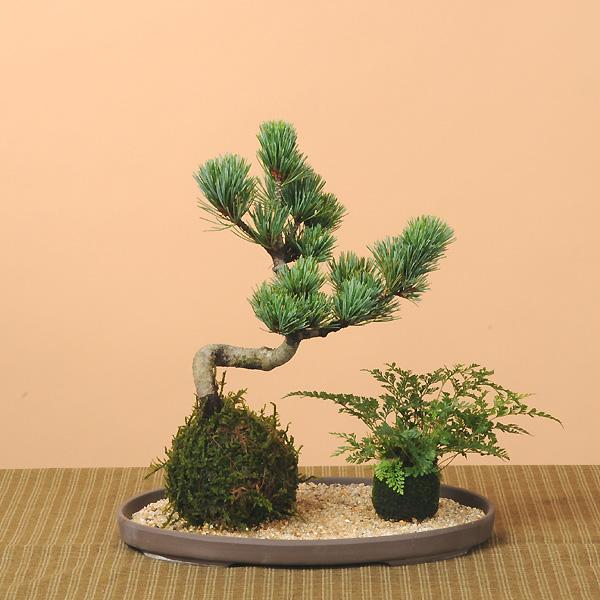 苔玉セット：五葉松・しのぶ(受け皿＆化粧砂付)* 盆栽 bonsai : 遊恵