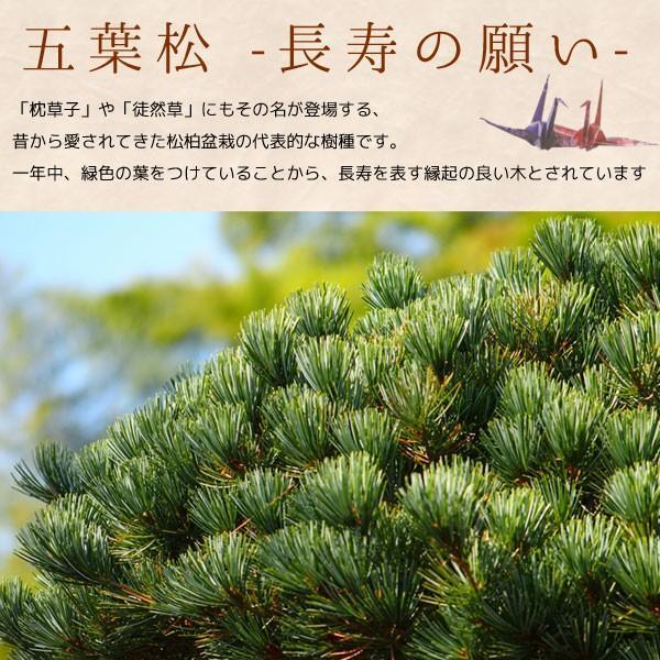 父の日ギフトにも苔玉セット：五葉松・しのぶ(受け皿＆化粧砂付)* 盆栽