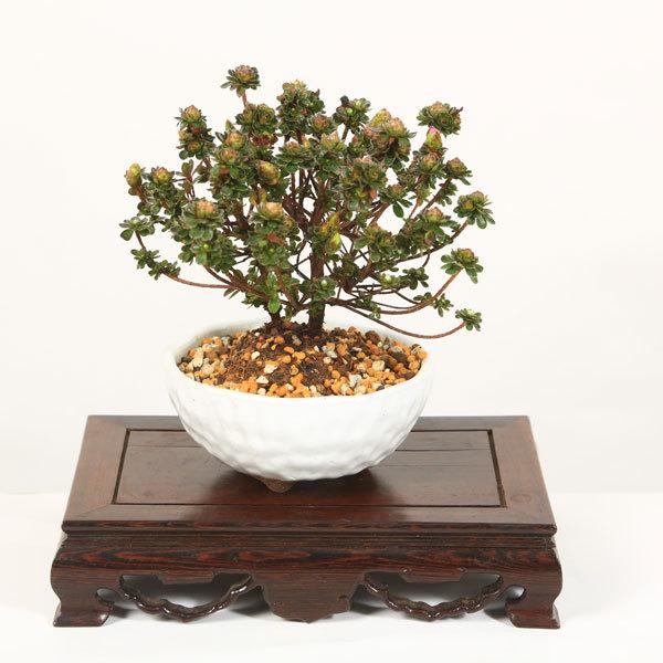 スーパーSALE セール期間限定 小品盆栽：深山霧島つつじ 萬古焼白鉢 品質一番の 春に開花bonsai