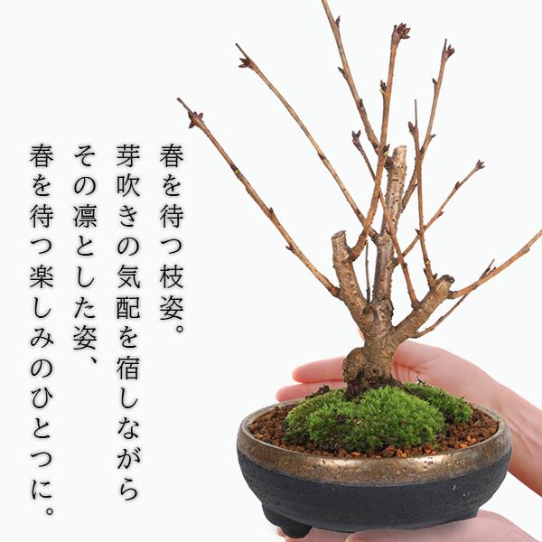 桜盆栽：特選一才桜(信楽焼イブシ金彩鉢）*苔付き (2027年春開花予定