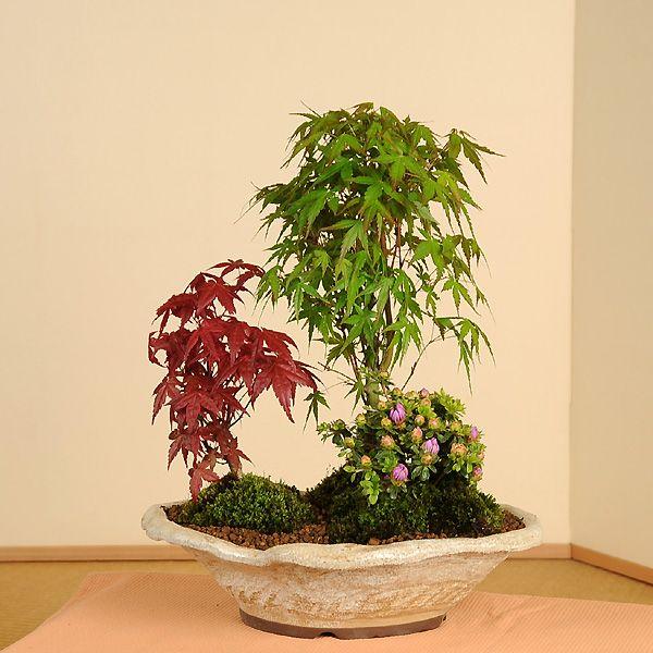 盆栽：山もみじ寄せ植え(瀬戸焼鉢）*bonsai : 遊恵盆栽 Yahoo!店