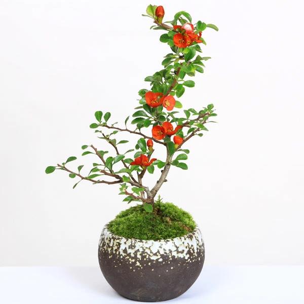 小品盆栽：長寿梅(萬古焼雪丸鉢)* 祝い 縁起 gift 誕生日祝 御祝 鉢花