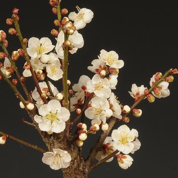 小品盆栽：白梅（信楽焼小鉢）*令和 万葉 集 迎春 （2026年開花終了