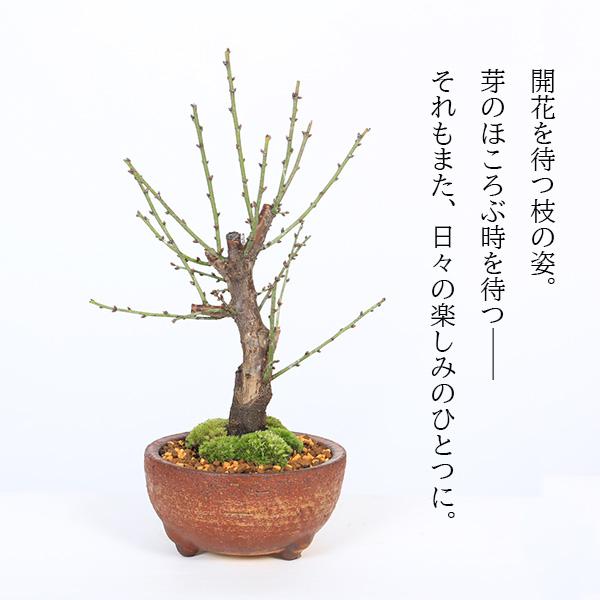 時代感ある盆栽〈白梅〉 楽天市場】盆栽 梅 希少 白梅 八重咲 玉牡丹梅 鉢植え たくさんの花芽