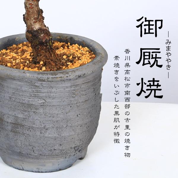 盆栽：一才藤（みまや焼水昇岩鉢）*(2026年開花終了) さくふじフジ藤