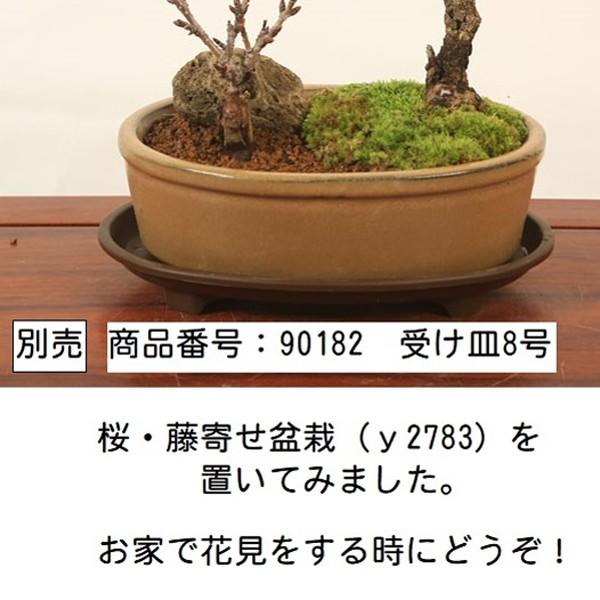盆栽:桜・藤寄せ植え*陶器鉢* (2025年開花終了) さく (鉢が 盆栽:桜・藤寄せ植え*陶器鉢* (2025年開花終了) さく (鉢が