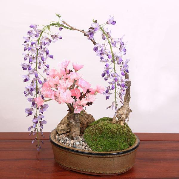 盆栽:桜・藤寄せ植え*陶器鉢* (2025年開花終了) さく (鉢が 盆栽:桜・藤寄せ植え*陶器鉢* (2025年開花終了) さく (鉢が
