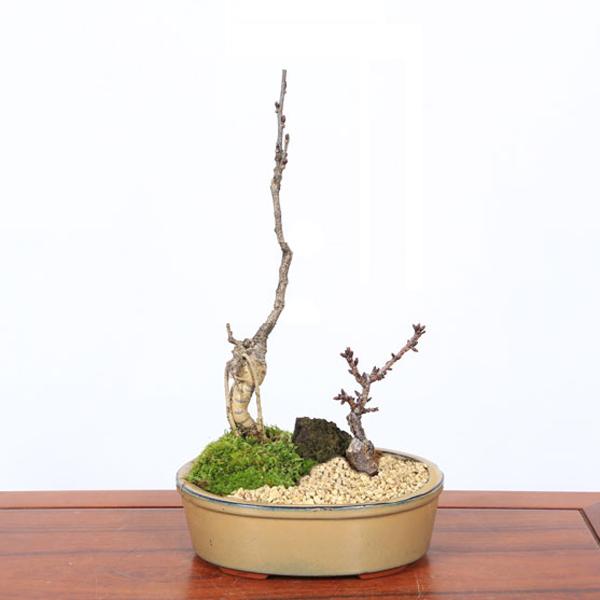 盆栽:桜・藤寄せ植え*陶器鉢* (2025年開花終了) さく (鉢が 盆栽:桜・藤寄せ植え*陶器鉢* (2025年開花終了) さく (鉢が