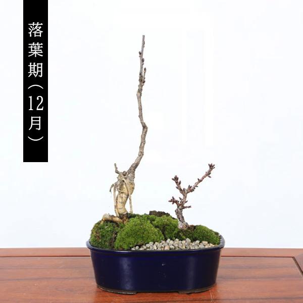 盆栽：桜・藤寄せ植え* (萬古焼青楕円鉢) ＜2026年春開花予定