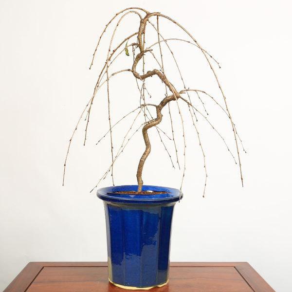 盆栽：しだれ桜(富士桜）深鉢*＜2025年開花予定＞ bonsai 盆栽 富士しだれ