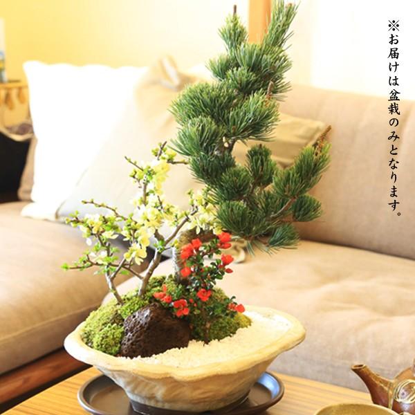 盆栽:五葉松・紅白長寿梅寄せ植え(瀬戸焼変形白釉鉢)* 鉢植え 盆栽:五葉松・紅白長寿梅寄せ植え(瀬戸焼変形白釉鉢)* 鉢植え