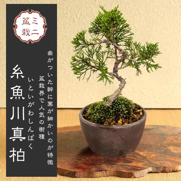 ミニ盆栽：糸魚川真柏（曲・5年生）* (萬古焼泥物丸小鉢) 苔付き いといがわしんぱくシンパク 小品盆栽 bonsai（Yahoo!・遊恵盆栽　Yahoo!店）