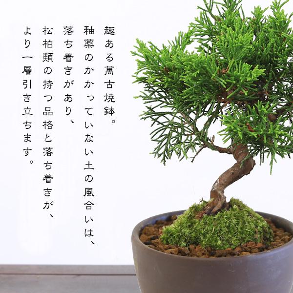 ミニ盆栽:糸魚川真柏(曲)* (萬古焼泥物丸小鉢) 苔付き いとい ミニ盆栽:糸魚川真柏(曲)* (萬古焼泥物丸小鉢) 苔付き いとい