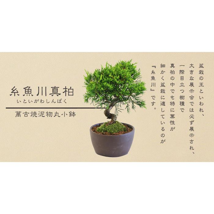 ミニ盆栽:糸魚川真柏(曲)* (萬古焼泥物丸小鉢) 苔付き いとい ミニ盆栽:糸魚川真柏(曲)* (萬古焼泥物丸小鉢) 苔付き いとい