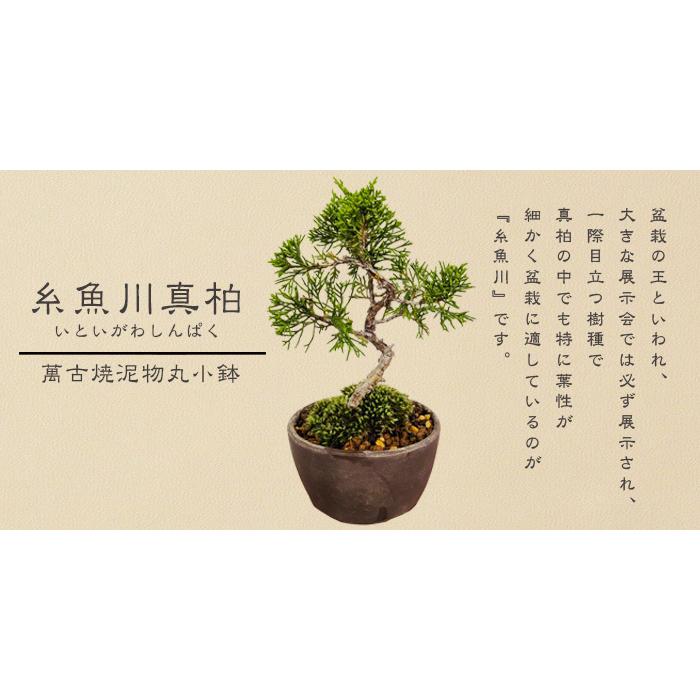 ミニ盆栽：糸魚川真柏（曲・5年生）* (萬古焼泥物丸小鉢) 苔付き