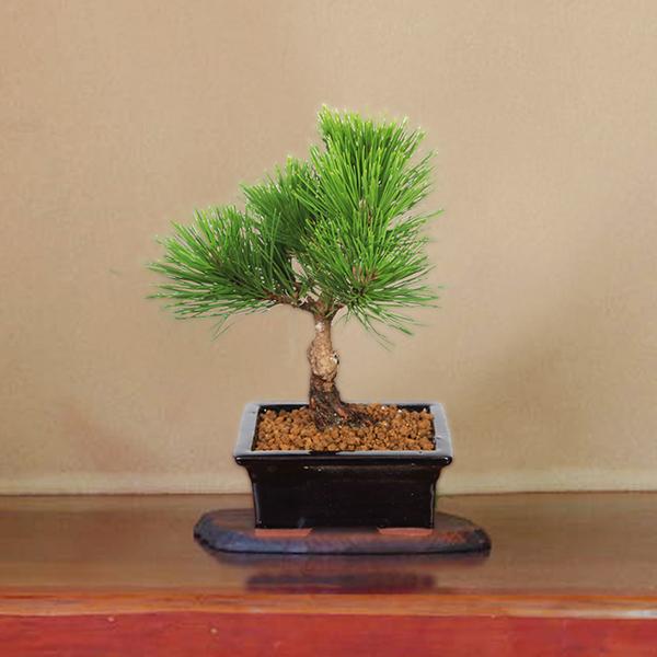 盆栽：黒松（紺長方縁付小鉢)*くろまつ クロマツ 鉢植え black pine