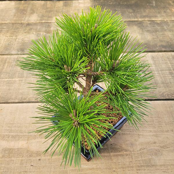 盆栽：黒松（紺長方縁付小鉢)*くろまつ クロマツ 鉢植え black pine