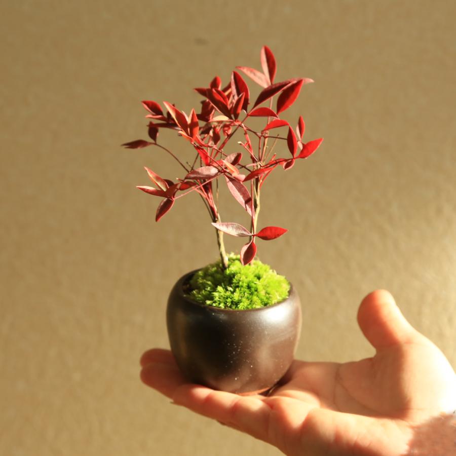 プチ盆栽：南天* 苔付き 丸陶器鉢 bonsai（Yahoo!・遊恵盆栽　Yahoo!店）