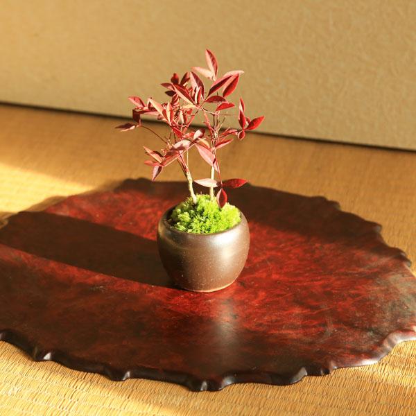 プチ盆栽：南天* 苔付き 丸陶器鉢 bonsai : 遊恵盆栽 Yahoo!店 - 通販