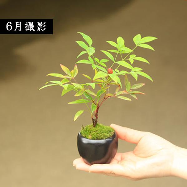 プチ盆栽：南天＜苔・受け皿付き＞*丸陶器鉢 なんてん縁起物厄除け