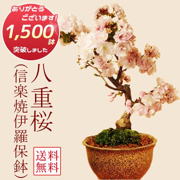 桜盆栽：八重桜(信楽焼いらぼ鉢）*　(2026年開花終了)さくら お花見 誕生日 祝  ギフト gift プレゼント bonsai（Yahoo!・遊恵盆栽　Yahoo!店）
