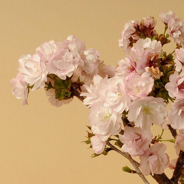 桜盆栽:八重桜(信楽焼いらぼ鉢)* (2025年春開花終了)さくら お 桜盆栽:八重桜(信楽焼いらぼ鉢)* (2025年春開花終了)さくら お