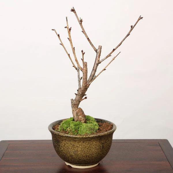 桜盆栽：八重桜(信楽焼いらぼ鉢）* (2026年春開花予定)さくら お花見