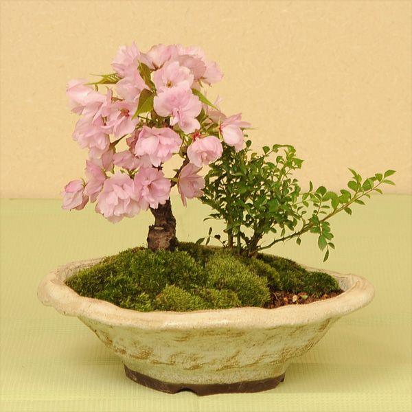 盆栽:桜・薔薇寄せ植え* (2023年春開花予定) さく お花見 誕生日 祝 旭山桜 バラ 姫乙女 ギフト gift プレゼント bonsai :y3377:遊恵盆栽 Yahoo!店 - 通販 - Yahoo!ショッピング 盆栽:桜・薔薇寄せ植え* (2023年春開花予定) さく お花見 誕生日 祝 旭山桜 バラ 姫乙女 ギフト gift プレゼント bonsai :y3377:遊恵盆栽 Yahoo!店 - 通販 - Yahoo!ショッピング