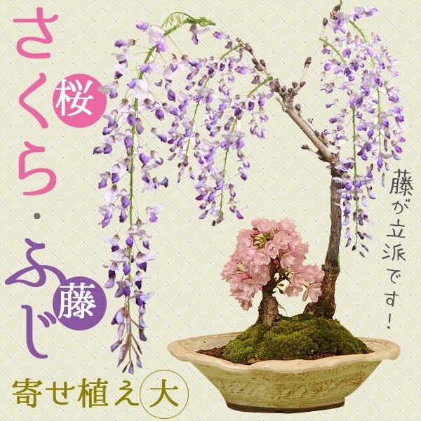 人気花物盆栽：桜・藤寄せ植え(大)・瀬戸焼鉢* (2026年春開花予定) さくら ふじ お花見 誕生日 祝 旭山桜 ギフト gift プレゼントにも bonsai | 