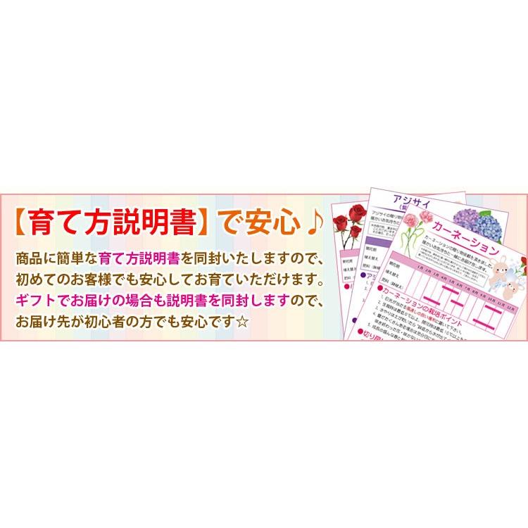 人気花物盆栽 桜 藤寄せ植え 大 瀬戸焼鉢 2020年開花終了 さくら ふじ お花見 誕生日 祝 旭山桜 ギフト Gift プレゼントにも Y3393 遊恵盆栽 Yahoo 店 通販 Yahoo ショッピング