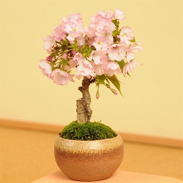 桜盆栽:一才桜(瀬戸焼茶丸鉢)* (2025年春開花予定) さく さくら 桜盆栽:一才桜(瀬戸焼茶丸鉢)* (2025年春開花予定) さく さくら