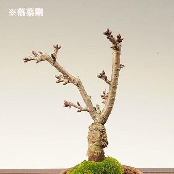 桜盆栽：一才桜(萬古焼雪丸鉢)* (2026年開花終了) さく さくら お花見
