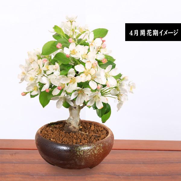ミニ盆栽:姫りんご*(瀬戸焼三彩鉢) 実物花盆栽鉢植え和鉢和風 ミニ盆栽:姫りんご*(瀬戸焼三彩鉢) 実物花盆栽鉢植え和鉢和風
