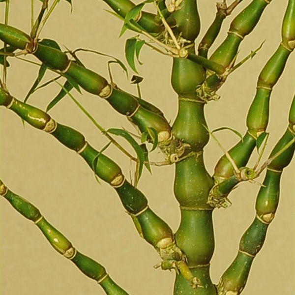 盆栽：大福竹（仏肚竹 らっきょ竹）信楽焼丸鉢* bonsai : 遊恵盆栽