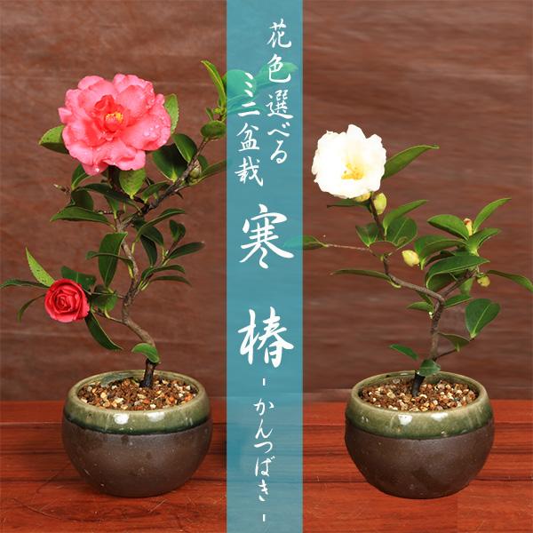 ミニ盆栽 花色選べる ：寒椿(黒色緑縁瀬戸焼小鉢)*＜2026年初春開花
