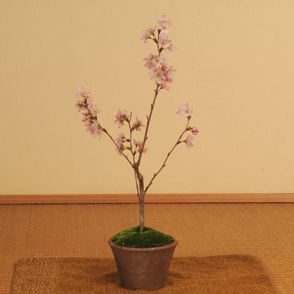 啓翁桜　盆栽　ピンク花　寄せ植え　5本 早咲き：啓翁桜盆栽(けいおうさくら・瀬戸焼小鉢)* (2022年春開花予定