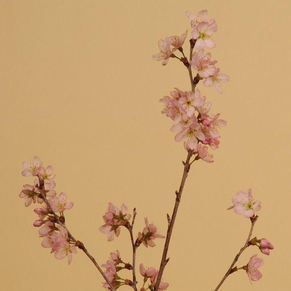 早咲き：啓翁桜盆栽(けいおうさくら・瀬戸焼小鉢)* (2022年春